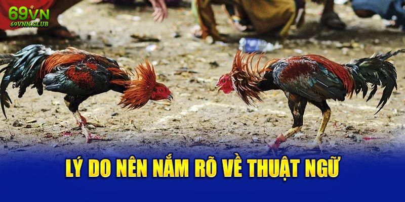 Hiểu thuật ngữ đá gà có ý nghĩa gì?