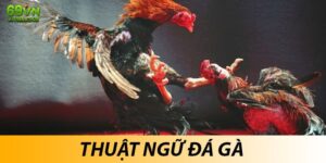 Thuật ngữ đá gà thường gặp