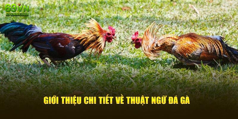 Thuật ngữ đá gà hiểu ra sao?